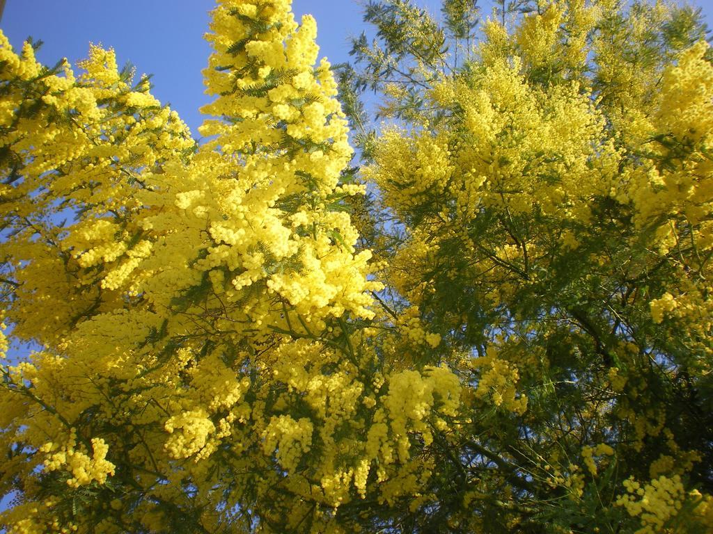 Bed And Breakfast Mimosa Cascina Exterior foto